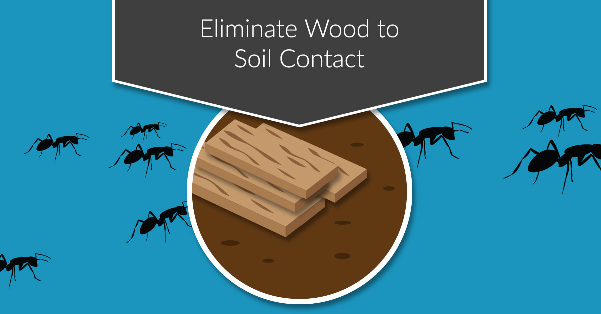 6 Ways to Protect Your Home from Carpenter Ants